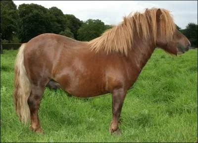 Quelle est la robe de ce shetland ?