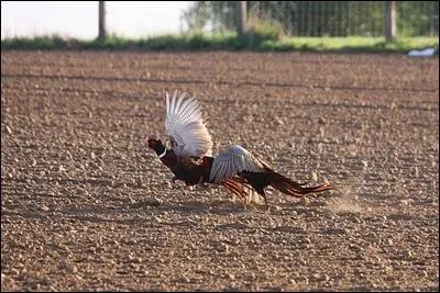 Rien de ce questionnaire ne prtera   margaille .