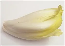 L'endive doit pousser :