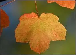 Arbrisseau du genre viorne :