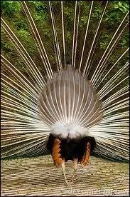 Voici la paire de fesse  la parade : qui nous prsente ainsi ses fesses en toute dignit ?