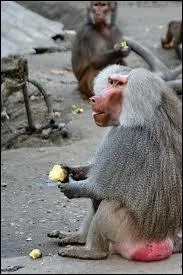 Les fesses de ces singes sont rouges, et donc bien voyantes. Quelle est l'espce qui prsente ce postrieur ?