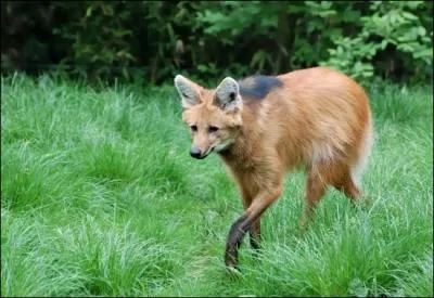 De quelle race est ce loup ?