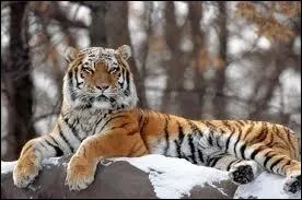 De quelle race est ce tigre ?