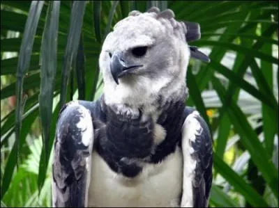 Une ide pour cet oiseau ?