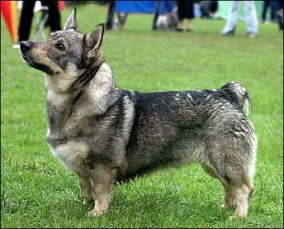 Et ce chien, lui, de quelle race est-il ?