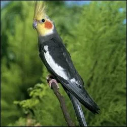 Qu'en est-il pour cette perruche ?