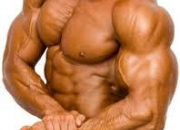 Quiz Les muscles du corps humain