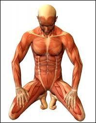 À quel niveau situez-vous le muscle masséter ?