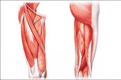 Quel muscle de la cuisse porte le mme nom qu'un mtier ?