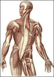 À quel niveau situez-vous le muscle hyo-glosse ?
