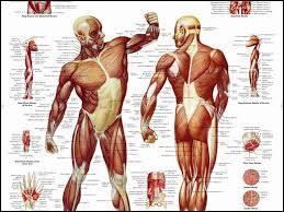 À quel niveau situez-vous le muscle triceps ?
