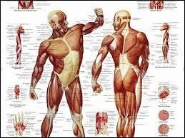  quel niveau situez-vous le muscle triceps ?
