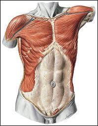 À quel niveau situez-vous le muscle deltoïde ?