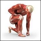 À quel niveau situez-vous le muscle poplité ?