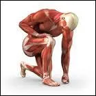  quel niveau situez-vous le muscle poplit ?