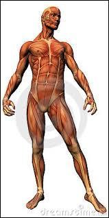 À quel niveau situez-vous le muscle trapèze ?