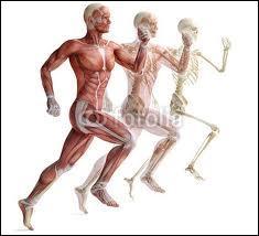 À quel niveau situez-vous les muscles lombricaux ?