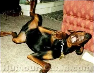 Restons, disons, dans une srie noire. Qui a dit : Vous ne pouvez conduire le rire lorsqu'il arrive, il s'installe sur votre chaise favorite et y demeure aussi longtemps qu'il le veut ?