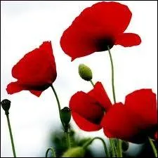 Oh, la belle jonquille !