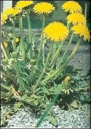 Est-ce son cousin ? (au pissenlit)