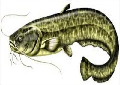 Quel poisson omnivore aux proportions impressionnantes apprcie les fleuves et rivires profondes  courant lent ?