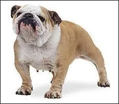 Quel adjectif est le plus appropri au museau de ce bulldog anglais ?