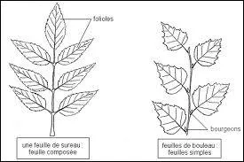Quel arbre a des feuilles composes ?