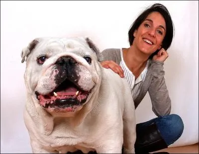 Le chien sur cette photo est :