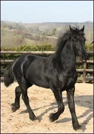 Ce cheval est noir.