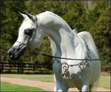 Ce cheval n'a pas de robe.