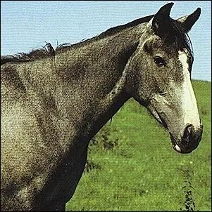 Ce cheval est louvet.