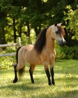 Quiz Equitation
