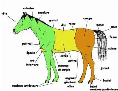 Sur quelle partie du cheval se situe l'auge ?