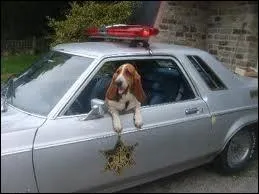 Malgr ses dfauts, le shrif a du coeur puisqu'il se spare rarement de son compagnon poilu, aussi  fin limier   que son matre... Comment se nomme ce toutou sympathique ?