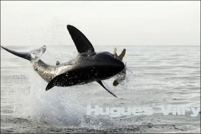 Que se passe-t-il sur la photo ?