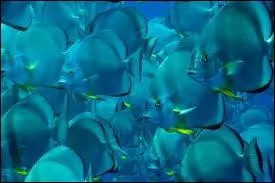 Qui sont ces poissons ? Des poissons...