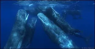 Comment les cachalots communiquent-ils ?