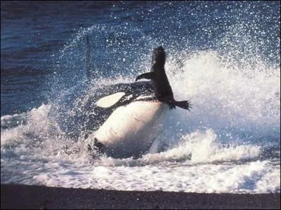 Une orque peut-elle s'attaquer  une baleine ?