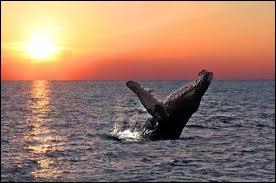 Combien de baleines sont impliques dans un accouplement ?