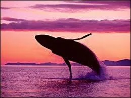 Quelle est la taille du sexe d'une baleine mle ?