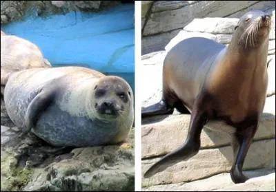 Parmi ces propositions, sur les phoques et les otaries, lesquelles sont exactes ?