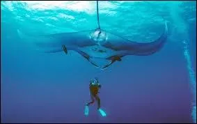 Quel poids peut faire une raie manta ?