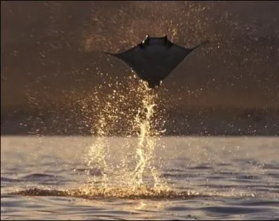 La raie manta sait-elle sauter ?