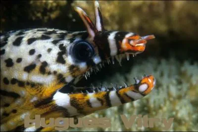 Certaines murnes sont dangereuses !