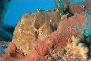 Est-ce qu'il y a un animal sur la photo ?