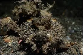 Si vous avez rpondu oui , quel est son nom ?