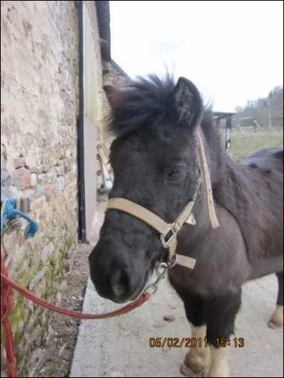 A quelle race cet quid appartient-il ?