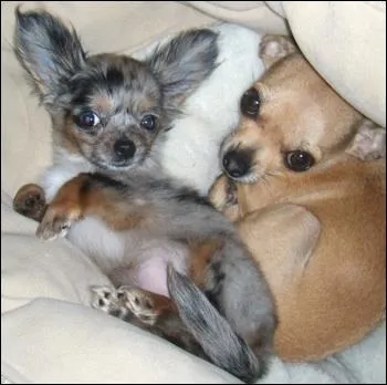 Quel est le plus petit chien du monde ?