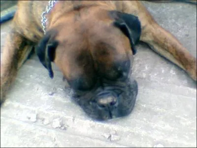 Quelle est la race de ce chien ?